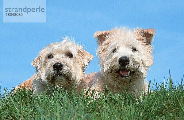 Irish Glen of Imaal Terrier (animals) (Säugetiere) (mammals) (Haushund) (domestic dog) (Haustier) (Heimtier) (pet) (außen) (outdoor) (frontal) (head-on) (von vorne) (Wiese) (meadow) (liegen) (lying) (adult) (Paar) (pair) (zwei) (two) (Querformat) (horizontal)