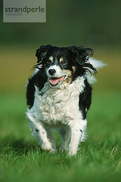 Mixed Breed Dog  Mischlingshund (Saeugetiere) (mammals) (animals) (Haushund) (domestic dog) (Haustier) (Heimtier) (pet) (außen) (outdoor) (frontal) (head-on) (von vorne) (Wiese) (meadow) (dreifarbig) (tricoloured) (tricolored) (adult) (Bewegung) (motion) (laufen) (rennen) (running)