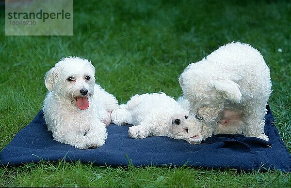 Maltese pair with puppy  6 weeks old  Malteserpaar mit Welpe  6 Wochen alt (Saeugetiere) (mammals) (animals) (Haushund) (domestic dog) (Haustier) (Heimtier) (pet) (puppy) (außen) (outdoor) (frontal) (head-on) (von vorne) (Wiese) (meadow) (Decke) (blanket) (weiß) (white) (liegen) (lying) (sitzen) (sitting) (adult) (Eltern) (parenthood) (parents) (Familie) (family) (Gruppe) (group) (drei) (three) (Jungtier) (young)
