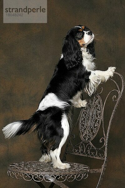 Cavalier King Charles Spaniel  Hündin  Trikolore  erwachsen