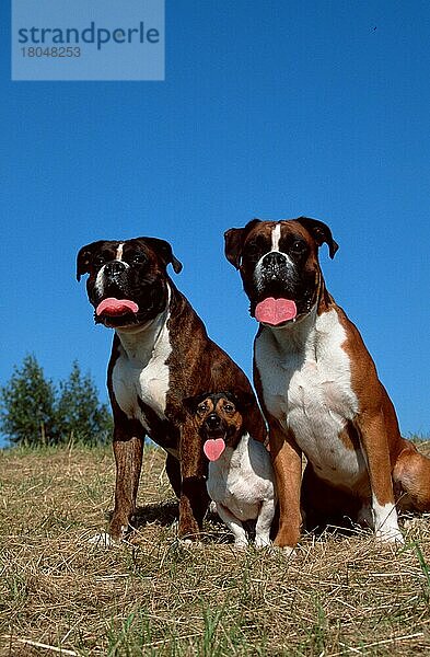 Deutsche Boxer und Jack-Russell-Terrier