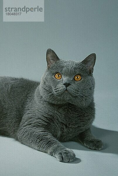 British Shorthair Cat  tomcat  blue  Britische Kurzhaarkatze  Kater  blau  Kartäuser (Kartäuser) (Säugetiere) (mammals) (animals) (Hauskatze) (domestic cat) (Haustier) (Heimtier) (pet) (Rassekatzen) (männlich) (male) (frontal) (head-on) (von vorne) (Porträt) (portrait) (innen) (Studio) (liegen) (lying) (adult)