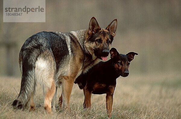 Deutscher Schäferhund und Mischlingshund  Schäferhund