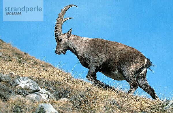 Alpensteinbock (Capra ibex)  Berner Oberland () (alps) (Europa) (Gebirge) (Berge) (Säugetiere) (Huftiere) (Paarhufer) (Klauentiere) (Wildziegen) (wild goats) (außen) (outdoor) (adult) (Bewegung) (motion) (gehen) (walking) (Querformat) (horizontal)  männlich  Niederhorn  Schweiz  Europa