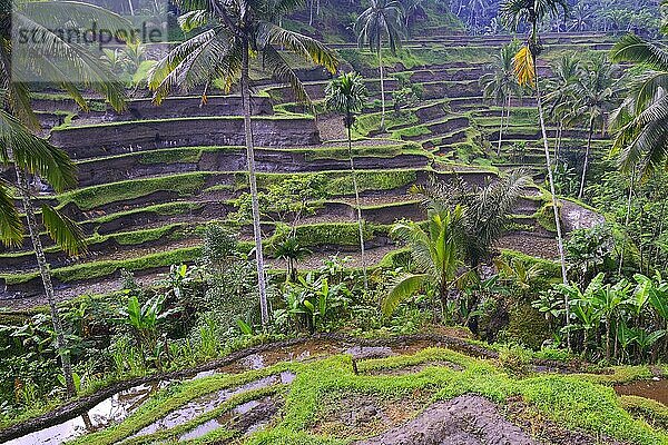 Reisterassen  bei Tegallalang  Bali  Indonesien  Asien