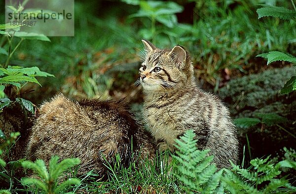 Europäische Wildkatze (Felis silvestris)  Jungtier  Young European Wildcat (europäische) (animals) (Säugetiere) (mammals) (Raubtiere) (beasts of prey) (Katzenartige) (Europa) (Kätzchen) (Welpe) (kitten) (außen) (outdoor) (seitlich) (side) (sitzen) (sitting) (Querformat) (horizontal)