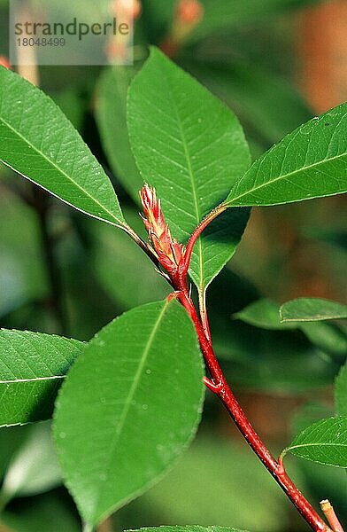 Glanzmispel (shrubs) 'Red Robin' (Photinia x fraseri) (Pflanzen) (Rosengewächse) (Rosaceae) (Sträucher) (Strauch) (Blatt) (Blätter) (leaves) (grün) (green) (vertical)