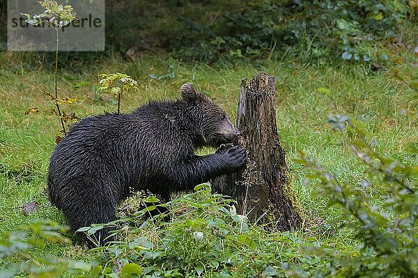 Europäischer Braunbär (Ursus arctos)  Jungtier auf Nahrungssuche  captive