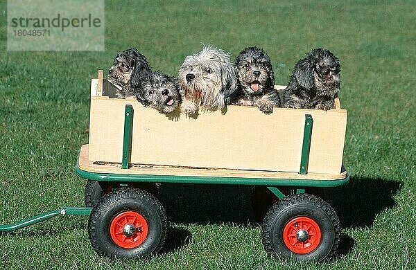 Dandie Dinmont Terrier  bitch with puppies  11 weeks old  Hündin mit Welpen  11 wochen alt (Saeugetiere) (mammals) (animals) (Haushund) (domestic dog) (Haustier) (Heimtier) (pet) (außen) (outdoor) (frontal) (head-on) (von vorne) (Querformat) (horizontal) (sitzen) (sitting) (adult) (Jungtier) (young) (puppy) (Mutter & Kind) (mother & baby) (Gruppe) (group) (fünf) (five) (Familie) (family) (Bollerwagen) (transportation) (Wiese) (meadow)