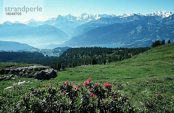 Alpen  Berner Oberland (Uebersicht) (overview) (Wiese) (meadow) (Europa) (Sommer) (summer) (Landschaften) (landscapes) (Gebirge) (Berge) (mountains)  Blick vom Niederhorn  Schweiz  Europa