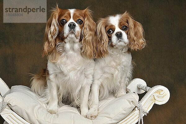 Kavalier King Charles Spaniel  Hündinnen  blenheim  erwachsen