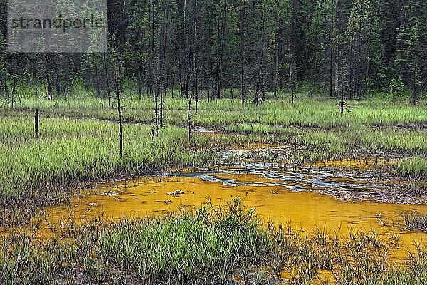Paint Pots  eisenhaltige kalte Mineralquellen im Kootenay National Park  British Columbia  Kanada  Nordamerika