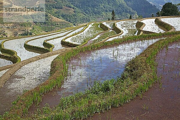 Mit roter Wasserlinse bewachsene Reisterrassen an einem Hang in der Nähe von Xinjie im Bezirk Yuangyang  Provinz Yunnan  China  Asien