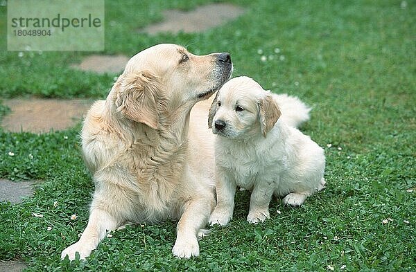 Golden Retriever with puppy  7 weeks old  Golden Retriever mit Welpe  7 Wochen alt (Saeugetiere) (mammals) (animals) (Haushund) (domestic dog) (Haustier) (Heimtier) (pet) (außen) (outdoor) (Wiese) (meadow) (frontal) (head-on) (von vorne) (liegen) (lying) (sitzen) (sitting) (adult) (Jungtier) (young) (Mutter & Kind) (mother & baby) (zwei) (two) (Querformat) (horizontal) (Zuneigung) (affection)