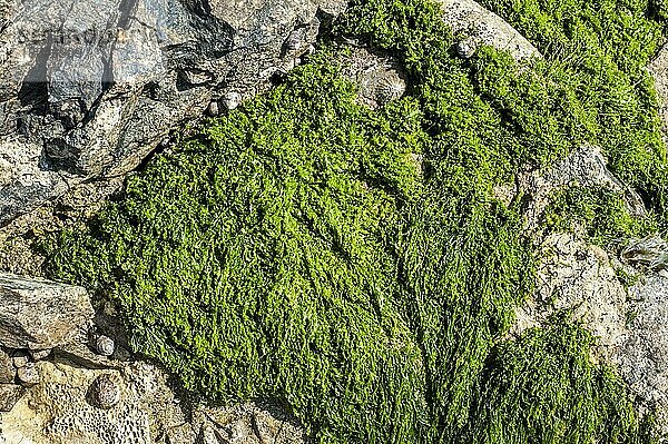 Gutweed  Gras-Tang (Enteromorpha intestinalis) (Ulva intestinalis) Grünalge  die an der Küste auf Felsen angeschwemmt wird