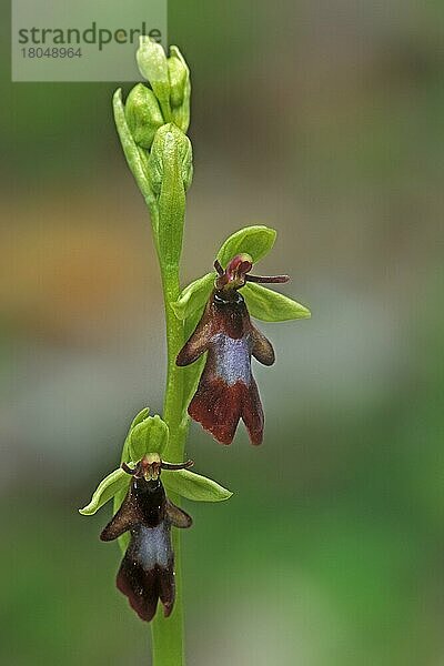 Ophrys mouche  Fliegenragwurz (Ophrys insectifera)  Orchideen  Fly orchid (Epipactis myodes) in flower
