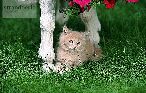 Maine Coon Cat  kitten  8 weeks old  cream  Maine-Coon-Katze  Kätzchen  8 Wochen alt  creme (Saeugetiere) (mammals) (animals) (Hauskatze) (domestic cat) (Haustier) (Heimtier) (pet) (Rassekatzen) (halblanghaarig) (semi-long-haired) (außen) (outdoor) (Jungtier) (young) (Welpe) (frontal) (head-on) (von vorne) (Garten) (Wiese) (meadow) (Querformat) (horizontal) (liegen) (lying)