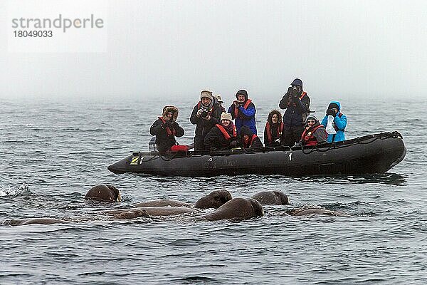 Touristen im Schlauchboot beobachten und fotografieren eine Gruppe von Walrossen (Odobenus rosmarus)  die im arktischen Meer schwimmen  Svalbard  Norwegen  Europa