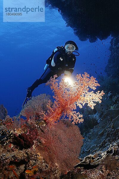 Taucher mit Lampe betrachtet unter Korallenriff Überhang große Klunzingers Weichkoralle (Dendronephthya klunzingeri) und Hornkorallenfächer (Acabaria splendens)  Brother Islands  Rotes Meer  Ägypten  Afrika