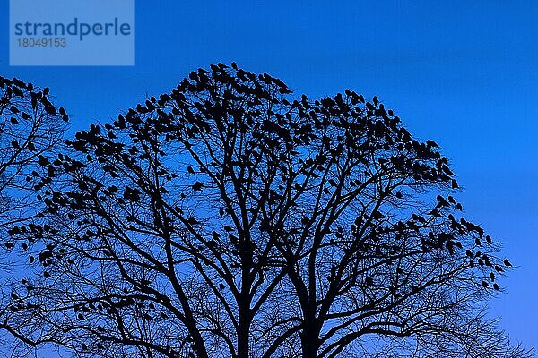 Saatkrähen (Corvus frugilegus) Schwarm schlafend im Baum in der Nacht im Winter