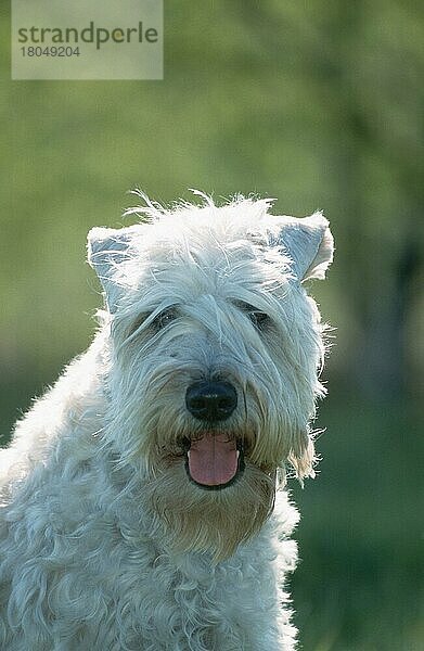 Irish Soft Coated Wheaten Terrier (Saeugetiere) (mammals) (animals) (Haushund) (domestic dog) (Haustier) (Heimtier) (pet) (außen) (outdoor) (frontal) (head-on) (von vorne) (Gegenlicht) (back light) (Porträt) (portrait) (adult)