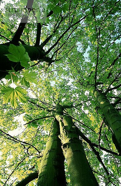 Ahornbäume im Frühling  Deutschland  Laubbaum  Laubbäume  Europa  von unten  grün  grün  vertikal  Europa