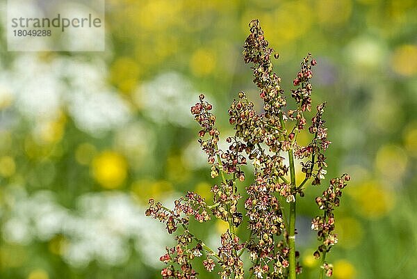 Wiesensauerampfer  Großer Sauerampfer (Rumex acetosa)  Knöterichgewächse  Common sorrel sorrel in flower in meadow