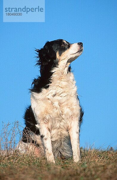 Mixed Breed Dog  Mischlingshund (animals) (Säugetiere) (mammals) (Haushund) (domestic dog) (Haustier) (Heimtier) (pet) (außen) (outdoor) (Wiese) (meadow) (neugierig) (curious) (sitzen) (sitting) (adult) (schwarz-weiß) (black & white)