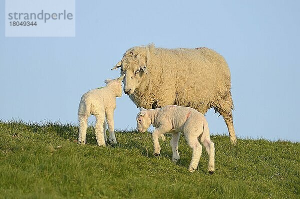 Hausschaf mit zwei Lämmern  Texel  Niederlande  Europa