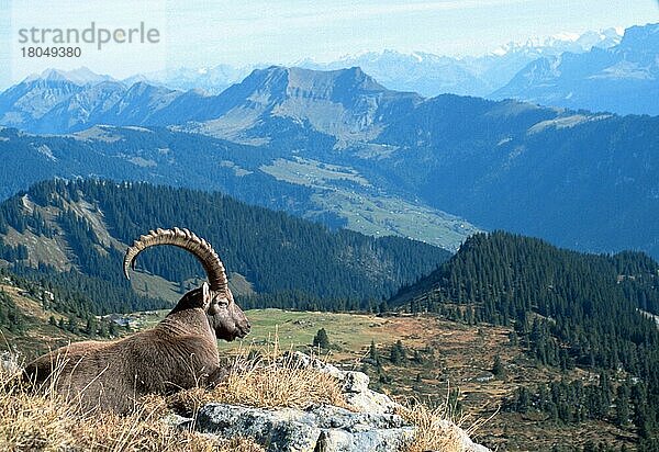 Alpensteinbock (Capra ibex)  Europa  Gebirge  Berge  Säugetiere  Huftiere  Paarhufer  Klauentiere  Wildziegen  außen  draußen  seitlich  Seite  erwachsen  liegen  liegend  Querformat  horizontal  Landschaften  männlich  ruhend  Niederhorn  Schweiz  Berner Oberland  Schweiz  Europa