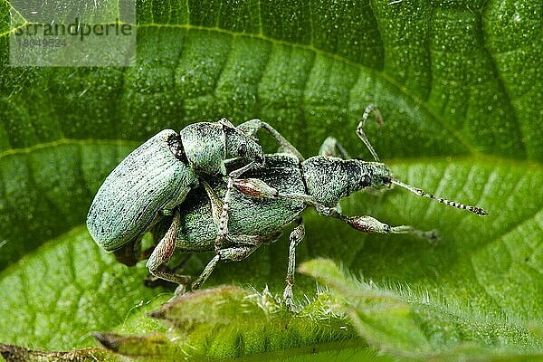 Nessel-Grünrüssler  Paar  kopulierend (Phyllobius urticae)  Deutschland  Europa