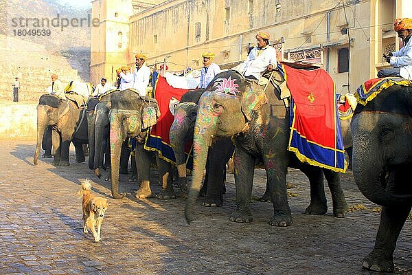 Hund geht vor Reihe von Reitelefanten her  Fort Amber  Jaipur (Elephas maximus)  Reitelefant  Indien  Asien