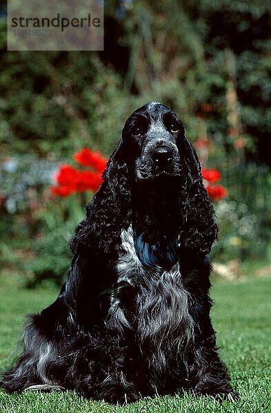 English Cockerspaniel  blau-schimmel  English Cocker Spaniel  blue ticked (animals) (außen) (outdoor) (Garten) (Wiese) (meadow) (frontal) (head-on) (von vorne) (sitzen) (sitting) (adult) (Säugetiere) (mammals) (Haushund) (domestic dog) (Haustier) (Heimtier) (pet)