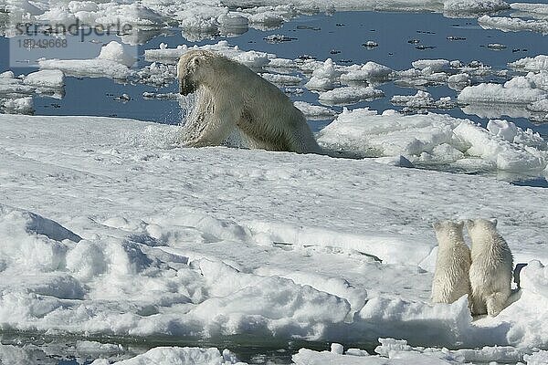 Eisbär  Weibchen und Jungtiere  jagt Ringelrobbe (Phoca hispida)  Spitzbergen  Svalbard-Inselgruppe  Barentsee  Polarbär (Thalassarctos maritimus) Eisscholle  Norwegen  Europa