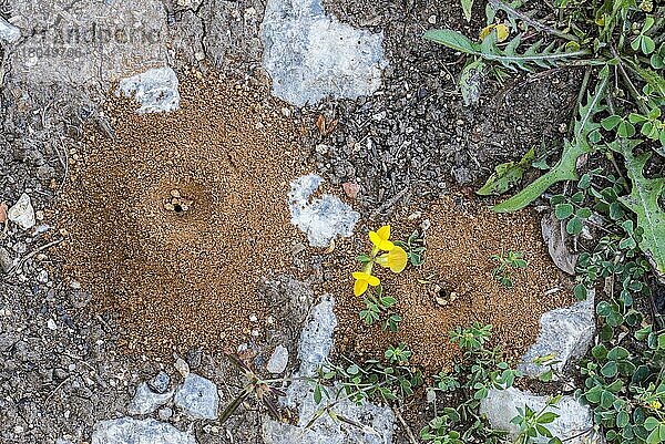 Kegelförmige Fallen von Ameisenlöwen (Myrmeleontidae)