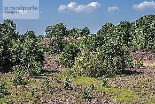 Blühendes Heidekraut (Calluna vulgaris) in der Mechelse Heide  Heidegebiet im Nationalpark Hoge Kempen  Limburg  Belgien  Europa