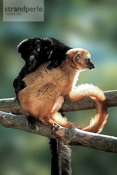 Blauaugen-Lemuren  Paar  Grooming (Eulemur macaco flavifrons) (Tiere) (außen) (outdoor) (Ast) (seitlich) (side) (couple) (zwei) (two) (Pflege) (care) (beauty) (Fellpflege) (Säugetiere) (mammals) (Halbaffen) (Primaten) (lemurs) (primates) (Zuneigung) (affection) (Madagaskar) (Madagascar)