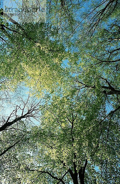 Buchen (Fagus sylvatica) im Frühling  Nordrhein-Westfalen  Deutschland  Buchengewächse  Fagaceae  Laubbaum  Laubbäume  Europa  von unten  von unten  vertikal  Laubwald  Europa