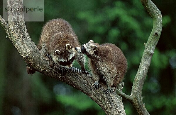 Waschbären (Procyon lotor)  streiten sich  Raccoons  quarreling  Waschbär