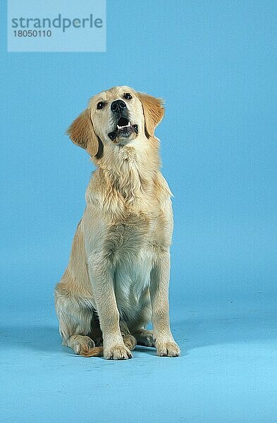 Junger Golden Retriever