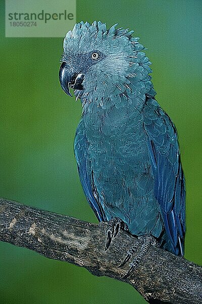 Spix's Macaw (Cyanopsitta spixii)  Spixara  Spix' Blauara (Suedamerika) (south america) (Vogel) (Vögel) (birds) (Papageien) (parrots) (Aras) (macaws) (Tiere) (animals) (außen) (outdoor) (Ast) (frontal) (von vorne) (head-on) (adult) (blau) (blue)