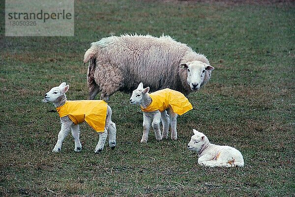 Schaf  Schafe  Lamm