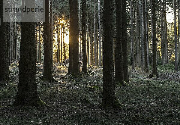 Sonne scheint in den Wald  Geyerscher Wald  Mittleres Erzgebirge  Sachsen  Deutschland  Europa