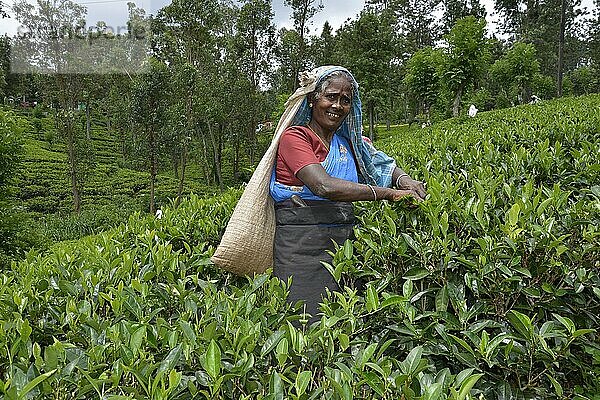Teepflückerin  Teeplantage  Mount Harrow  Nuwara Eliya  Sri Lanka  Asien