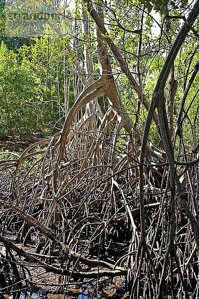 Mangroven im Ding Darling National Wildlife Refuge/ mangrove in Ding Darling National Wildlife Refuge  Florida  USA  Nordamerika