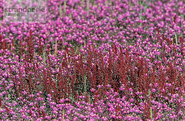 Spurrey  Extremadura  Spain (Spergularia purpurea)  Purpurroter Spärkling  Spärkling  Pflanzen  Blumen  Nelkengewächse (Caryophyllaceae)  rosa  pink  blühend ing  Querformat  horizontal  Spanien  Europa