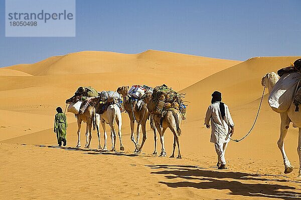 Kamelkarawane  Libysche Wüste  Sahara  Dromedar  Einhöckriges (Camelus dromedarius) Kamel  Libyen  Afrika