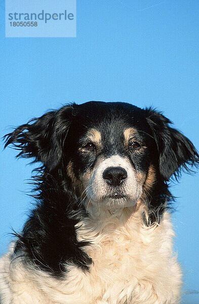 Mixed Breed Dog  Mischlingshund (animals) (Säugetiere) (mammals) (Haushund) (domestic dog) (Haustier) (Heimtier) (pet) (außen) (outdoor) (frontal) (head-on) (von vorne) (Porträt) (portrait) (adult) (schwarz-weiß) (black & white)