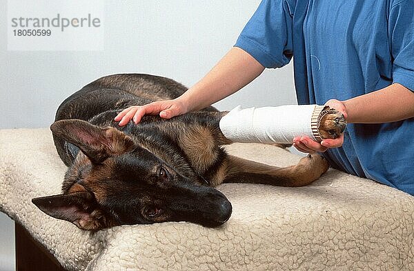 1. Hilfe beim Hund  Deutscher Schäferhund mit provisorischer Beinschiene  Deutscher Schäferhund