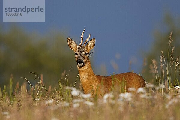 Rehbock (Capreolus capreolus) mit deformiertem Geweih auf einer Wiese im Sommer